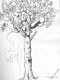 This is a DaVinci study of a tree which I copied out of a library book.